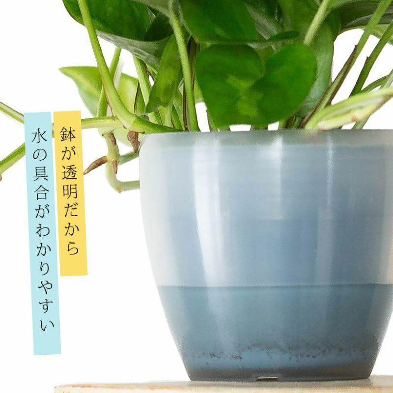 観葉植物 ポトス 室内 おしゃれ 水やり簡単！透明鉢カバー付きポトス