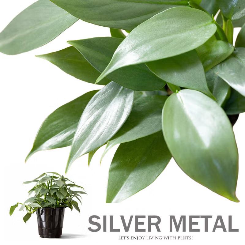 観葉植物 フィロデンドロン 【5号にしては、お求めやすい価格