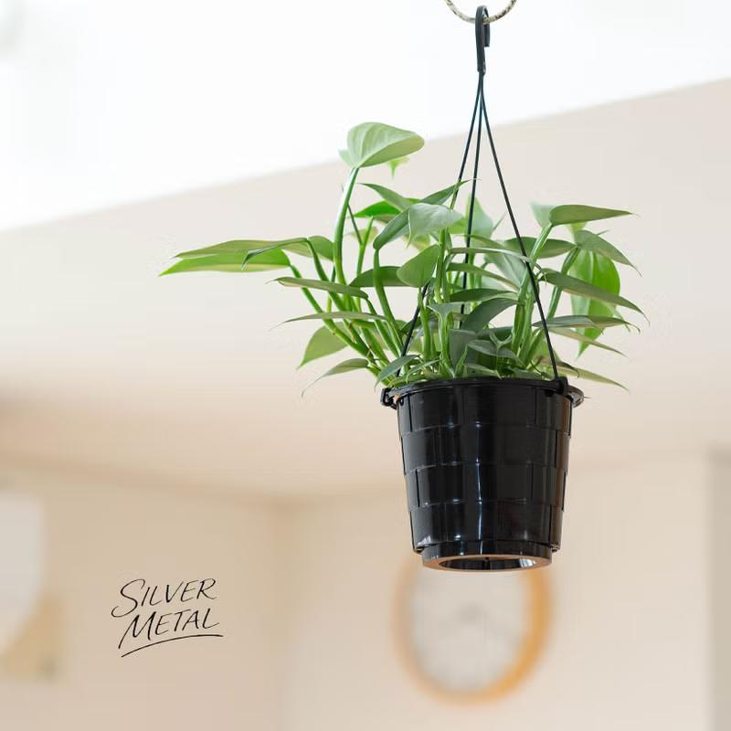 観葉植物 フィロデンドロン 【5号にしては、お求めやすい価格