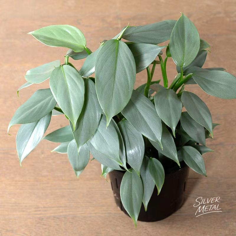 観葉植物 フィロデンドロン 【5号にしては、お求めやすい価格