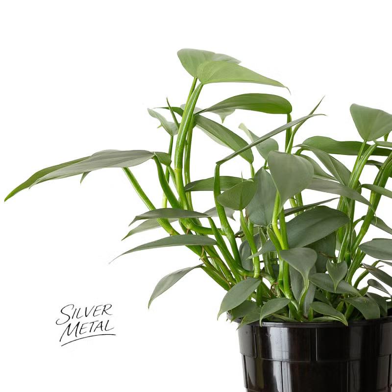 観葉植物 フィロデンドロン 【5号にしては、お求めやすい価格