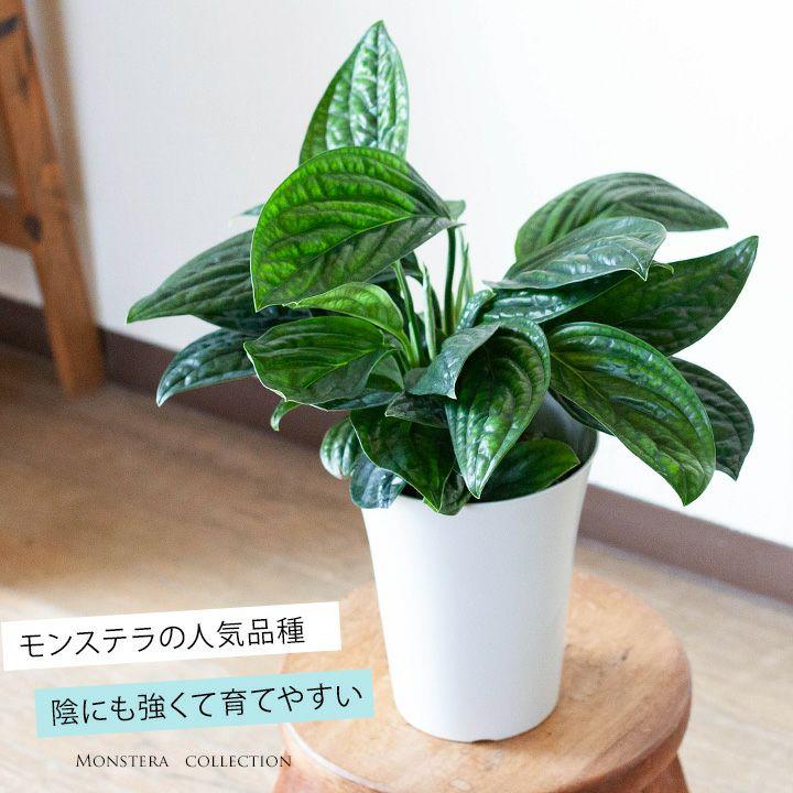 お届けは11 18 めずらしいモンステラ ジェイドシャトルコック観葉植物 インテリア Green T022p 1022 10 E 花屋さん 通販 Yahoo ショッピング