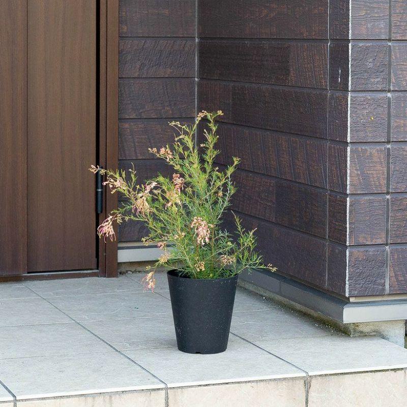 観葉植物 屋外 おしゃれ 花 初めての「グレビレア」なら、センパ