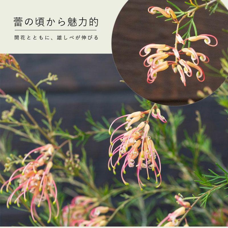 観葉植物 屋外 おしゃれ 花 初めての「グレビレア」なら、センパ