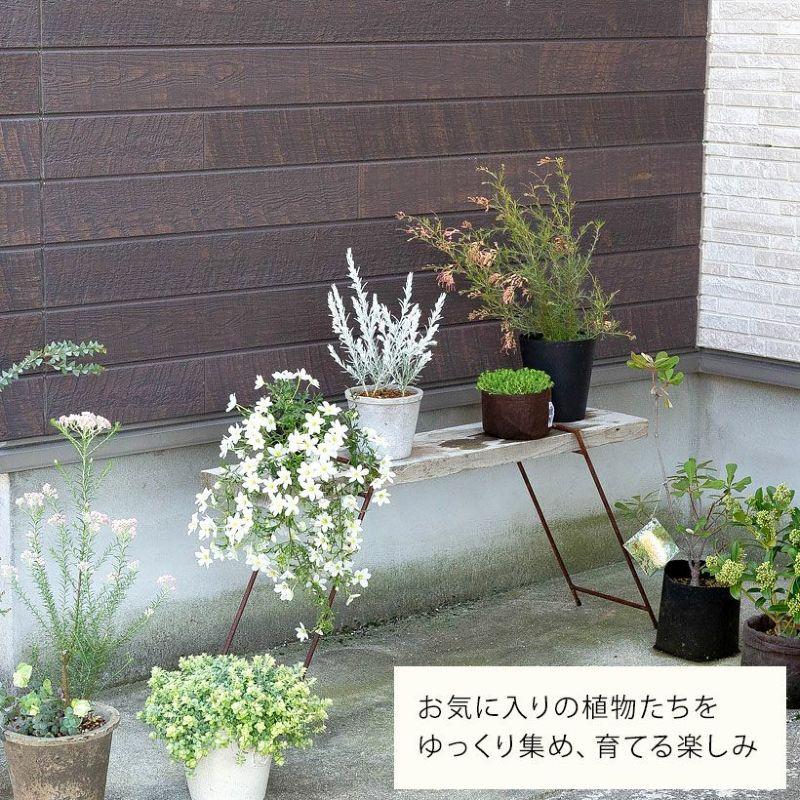 観葉植物 屋外 おしゃれ 花 初めての「グレビレア」なら、センパ