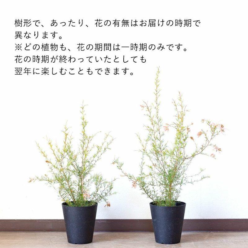 観葉植物 屋外 おしゃれ 花 初めての「グレビレア」なら、センパ