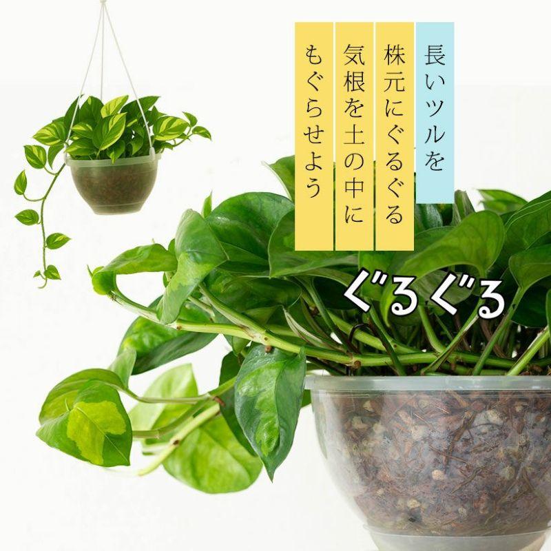 浅岡園芸のポトスを、ねこチップに植えて（ボリューム満点、ぐるぐる