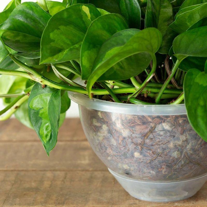 浅岡園芸のポトスを、ねこチップに植えて（ボリューム満点、ぐるぐる