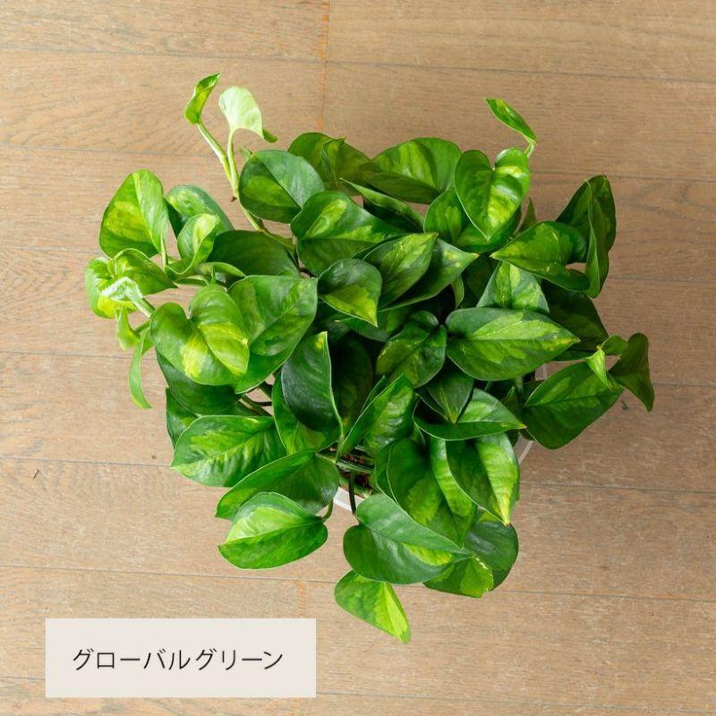 浅岡園芸のポトスを、ねこチップに植えて（ボリューム満点、ぐるぐる