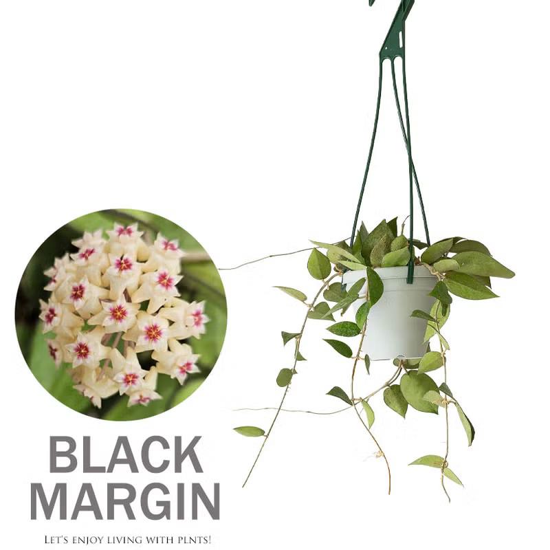 観葉植物 ホヤ 花が咲きやすいタフな品種！ホヤ・ブラックエッジ : e