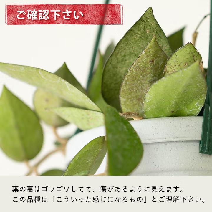 観葉植物 ホヤ 花が咲きやすいタフな品種！ホヤ・ブラックエッジ : e