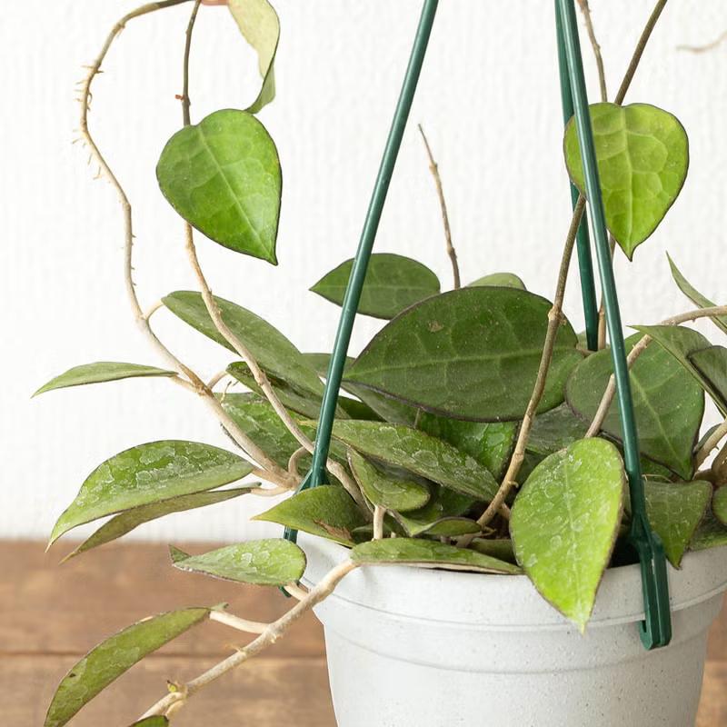観葉植物 ホヤ 花が咲きやすいタフな品種！ホヤ・ブラックエッジ : e