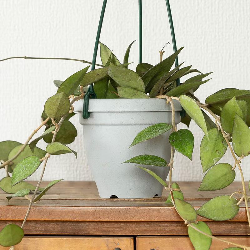 観葉植物 ホヤ 花が咲きやすいタフな品種！ホヤ・ブラックエッジ : e