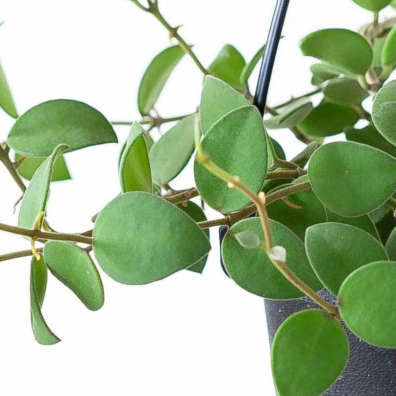 HOYA ヌンムラリオイデス 250808 17 HOYA ヌンムラリオイデス 250808 17 Hoya nummularioides - Etsy