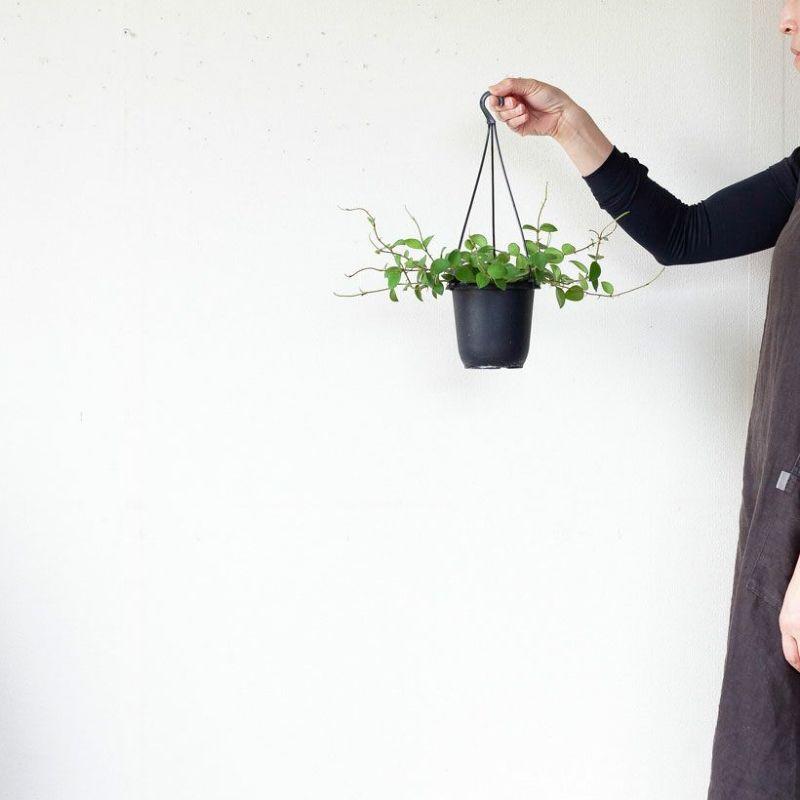 観葉植物 種類 室内 おしゃれ 吊り下げ ホヤ・ヌンムラリオイデス ※4/2