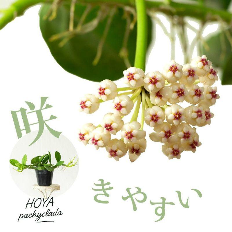 ホヤ・パキクラダ3.5号苗（丈夫で、花も咲きやすい品種） : e-花屋さん