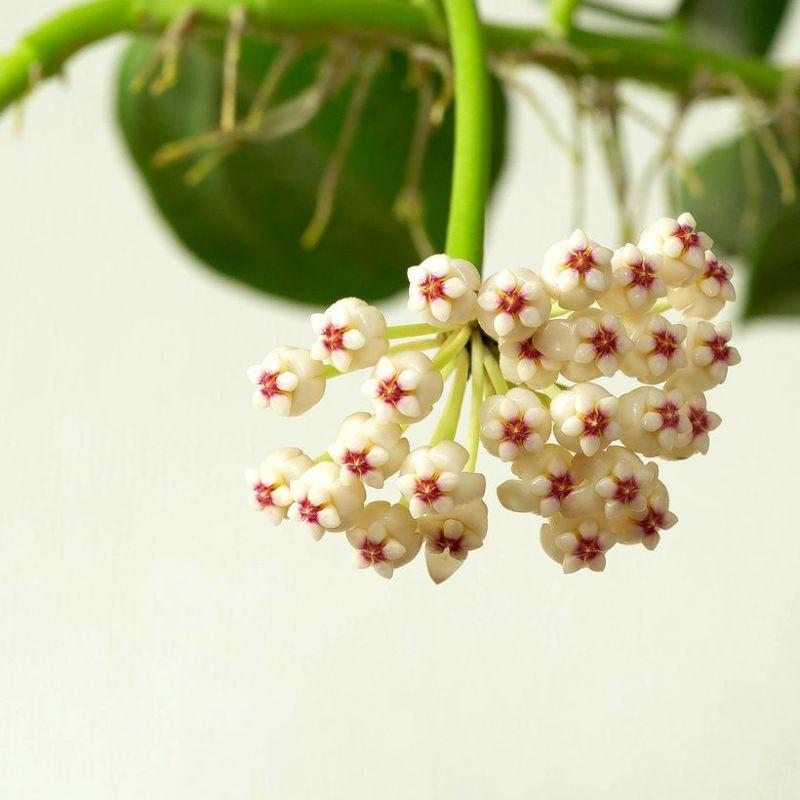 ホヤ・パキクラダ3.5号苗（丈夫で、花も咲きやすい品種） : e-花屋さん