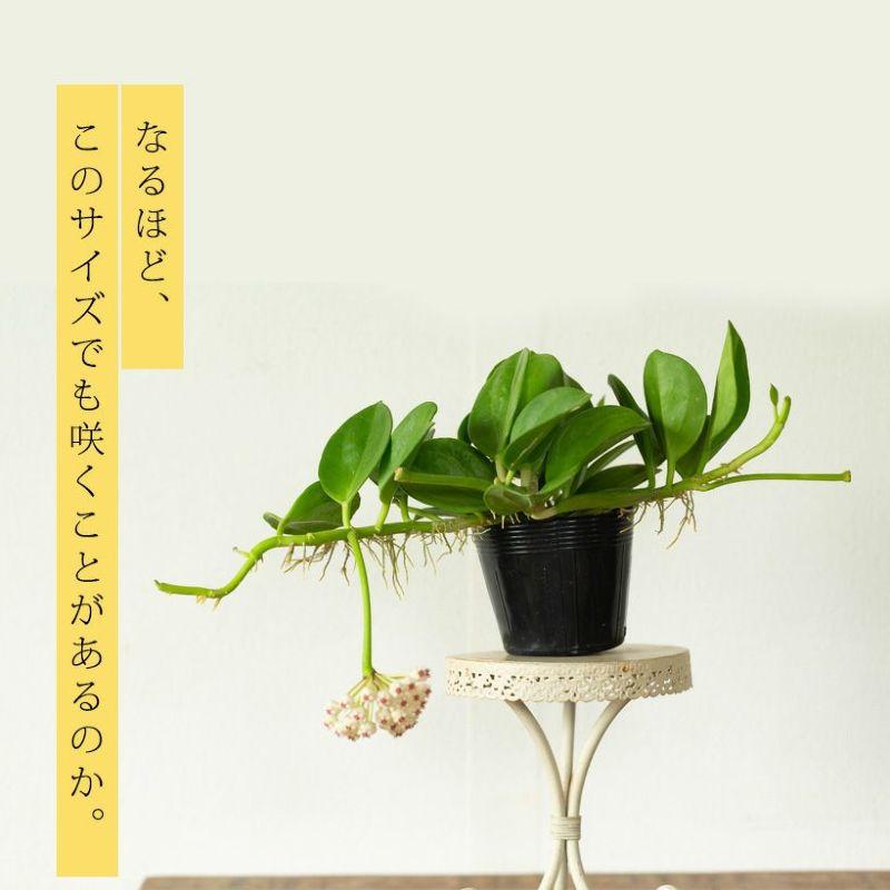 ホヤ・パキクラダ3.5号苗（丈夫で、花も咲きやすい品種） : e-花屋さん