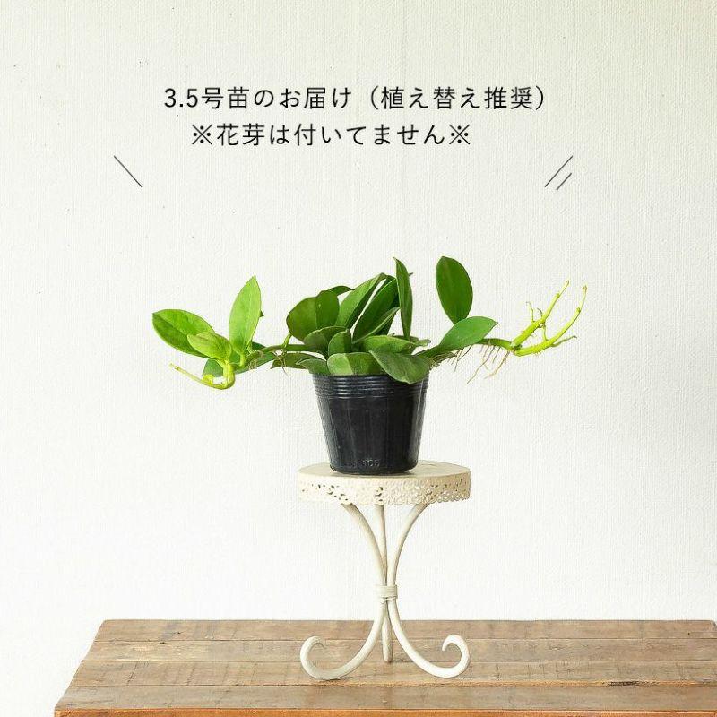 ホヤ・パキクラダ3.5号苗（丈夫で、花も咲きやすい品種） : e-花屋さん