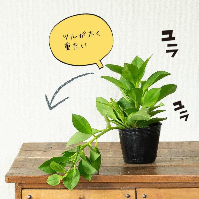 ホヤ・パキクラダ3.5号苗（丈夫で、花も咲きやすい品種） : e-花屋さん