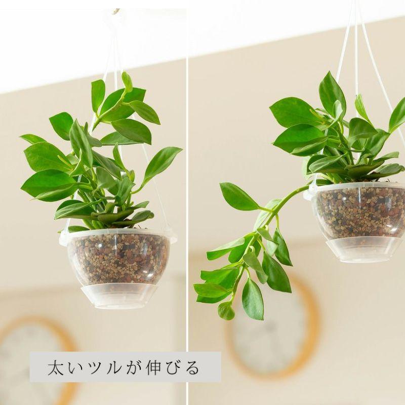 ホヤ・パキクラダ3.5号苗（丈夫で、花も咲きやすい品種） : e-花屋さん