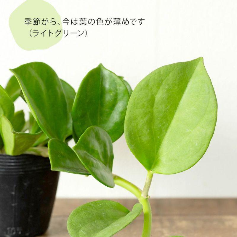 三連休セール　レア　珍種　ホヤ　パキクラダ外斑入り　大苗 希少種ホヤ パキクラダ アルボ＊斑入り＊観葉植物＊レア品種＊ アート