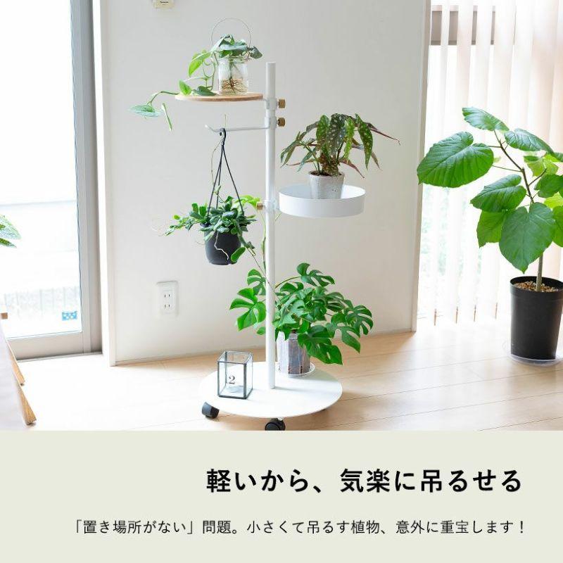 観葉植物 種類 室内 おしゃれ 吊り下げ ホヤ・ロツンディフォリア : e