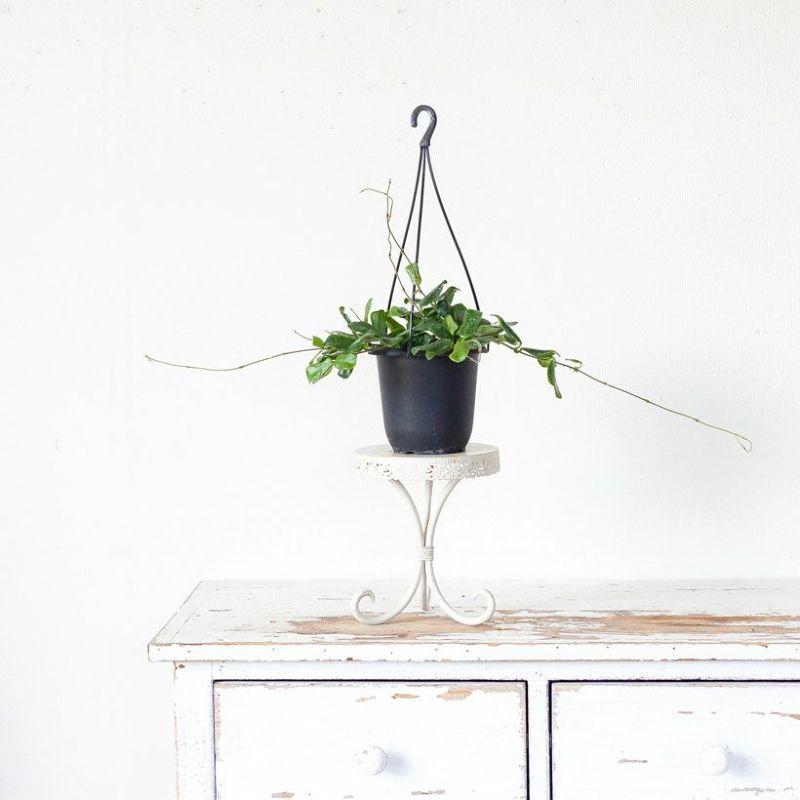 観葉植物 種類 室内 おしゃれ 吊り下げ ホヤ・ロツンディフォリア : e