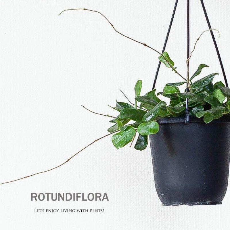 観葉植物 種類 室内 おしゃれ 吊り下げ ホヤ・ロツンディフォリア : e