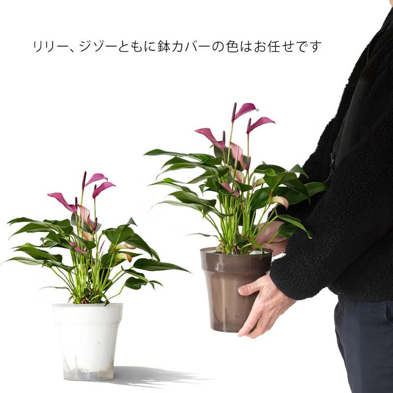 ピンク カラーリリー 観葉植物 観葉植物】ピンク色の花を咲かせるアンスリウム・リリーの育て方、特徴