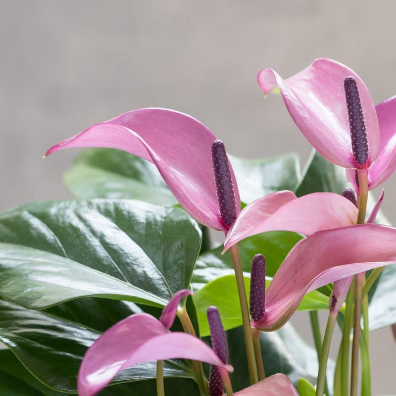 ピンク カラーリリー 観葉植物 母の日ギフト 小松さんのアンスリウム「リリー」5号クリアPOT 観葉植物
