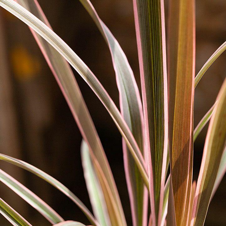 観葉植物 種類 屋外 おしゃれ 庭 ガーデニング ニューサイラン人気品種