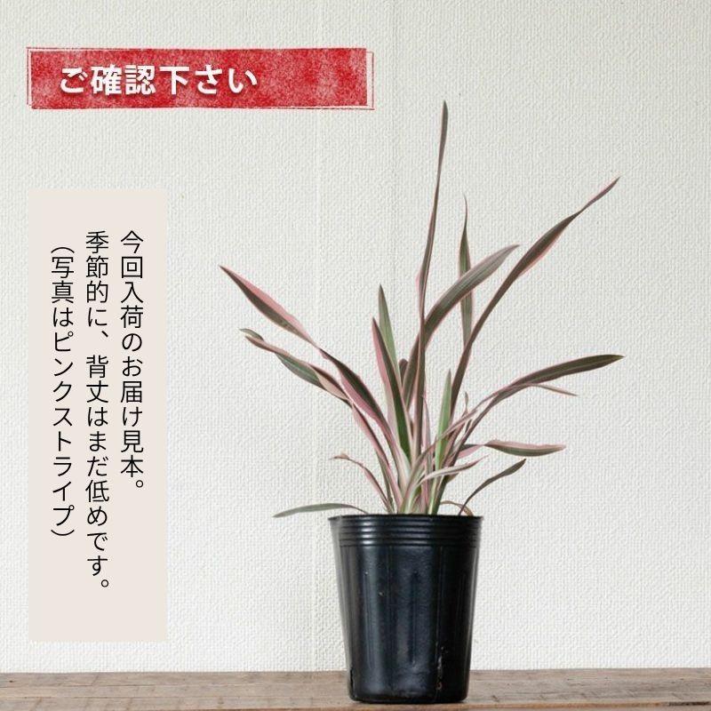 観葉植物 種類 屋外 おしゃれ 庭 ガーデニング ニューサイラン人気品種