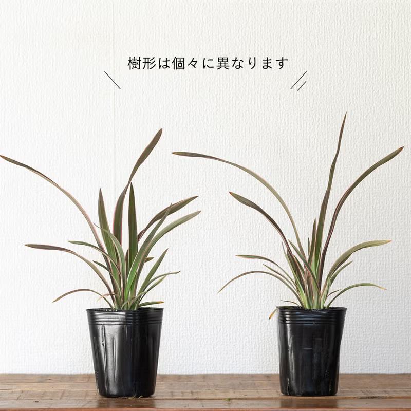 屋外植物 おしゃれ 庭 ガーデニング ニューサイラン人気「ピンク