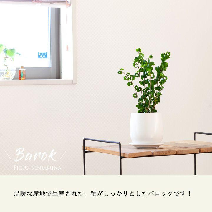 観葉植物 フィカス・ベンジャミン