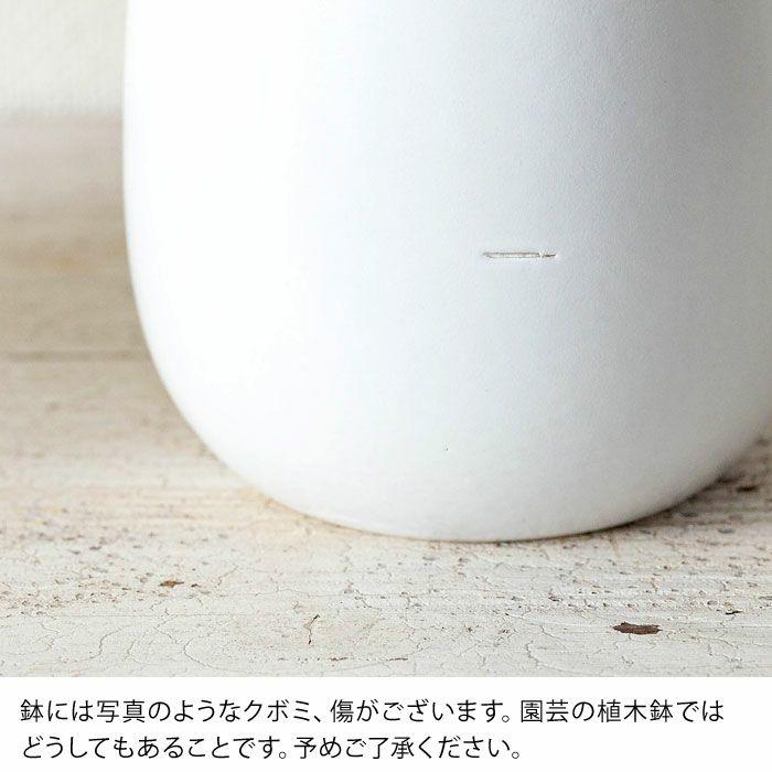 観葉植物 フィカス・ベンジャミン