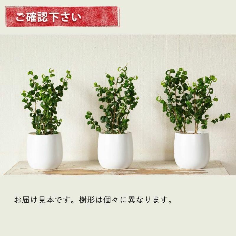 観葉植物 フィカス・ベンジャミン
