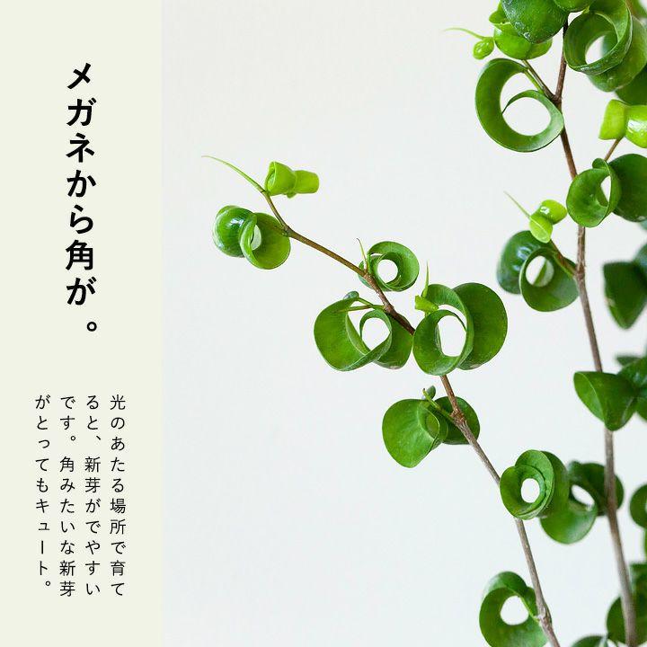 観葉植物 フィカス・ベンジャミン