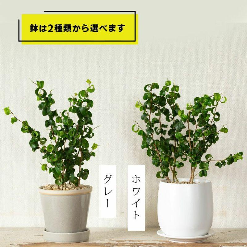 観葉植物 フィカス・ベンジャミン