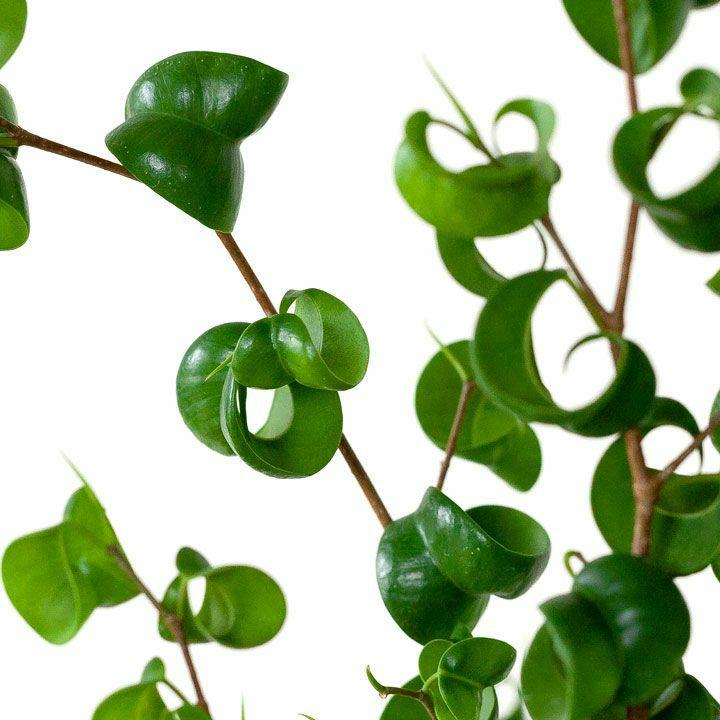 観葉植物 フィカス・ベンジャミン