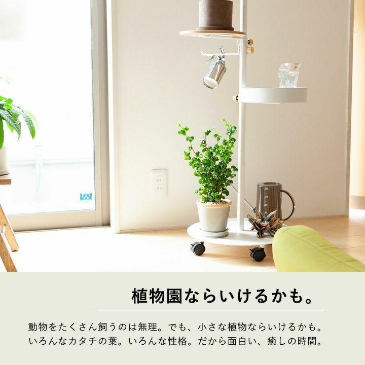 観葉植物 フィカス・ベンジャミン