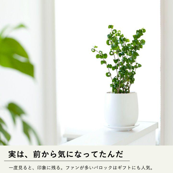観葉植物 フィカス・ベンジャミン