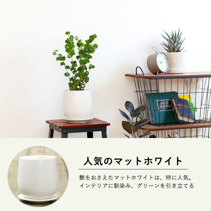観葉植物 フィカス・ベンジャミン