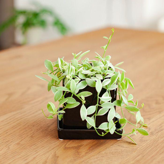 植木鉢・おしゃれ・可愛いキューブ型。スクエア陶器鉢（9cm） : e-花屋