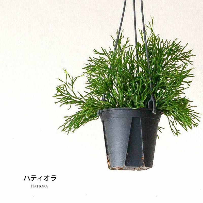 お手頃サイズ！リプサリス「ハティオラ」 : e-花屋さん - 通販 - Yahoo 