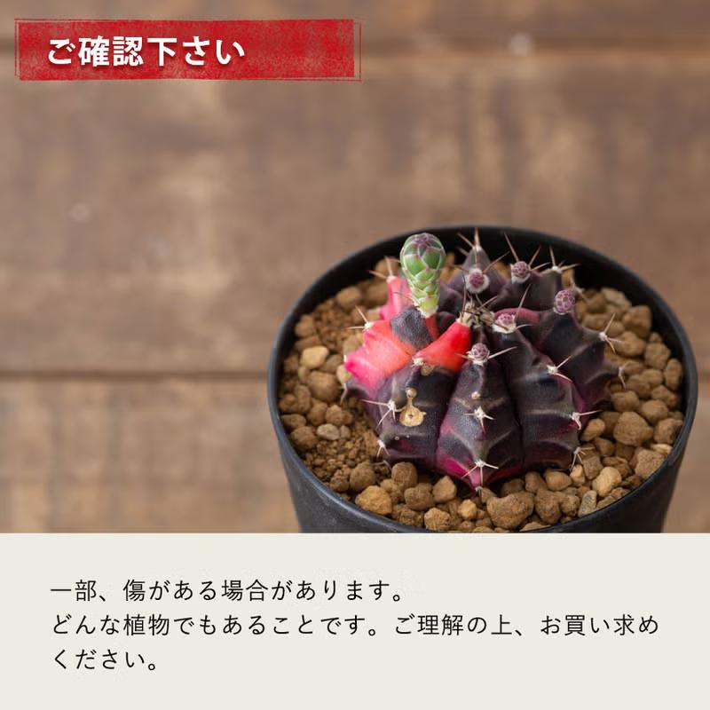 観葉植物 種類 室内 おしゃれ サボテン 緋牡丹錦 美しい : e-花屋さん