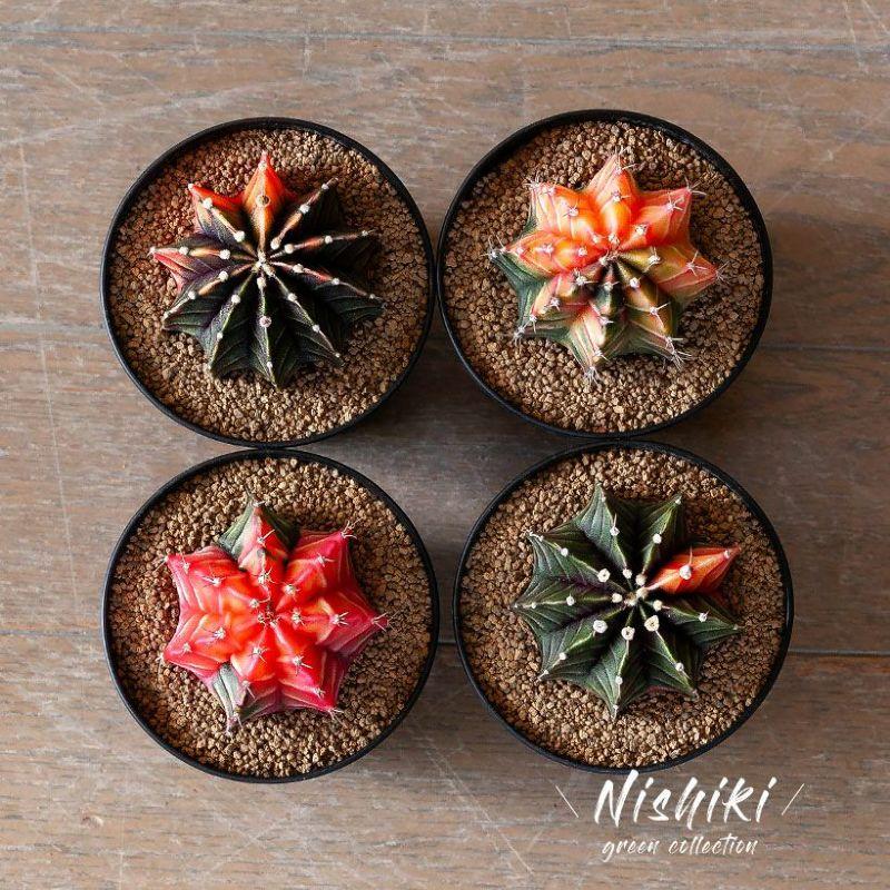 観葉植物 種類 室内 おしゃれ サボテン 緋牡丹錦 美しい : e-花屋さん