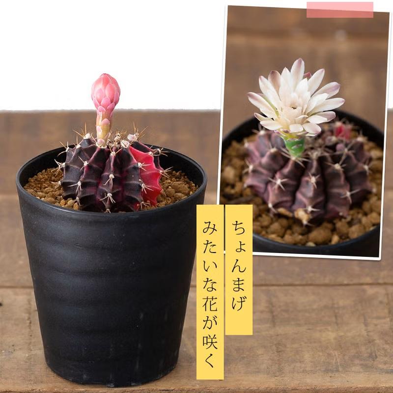 観葉植物 種類 室内 おしゃれ サボテン 緋牡丹錦 美しい : e-花屋さん