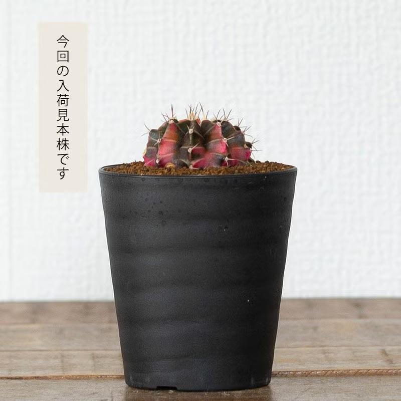観葉植物 種類 室内 おしゃれ サボテン 緋牡丹錦 美しい : e-花屋さん