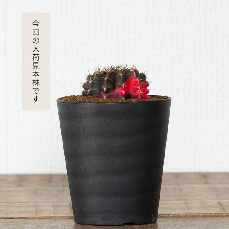 観葉植物 種類 室内 おしゃれ サボテン 緋牡丹錦 美しい : e-花屋さん
